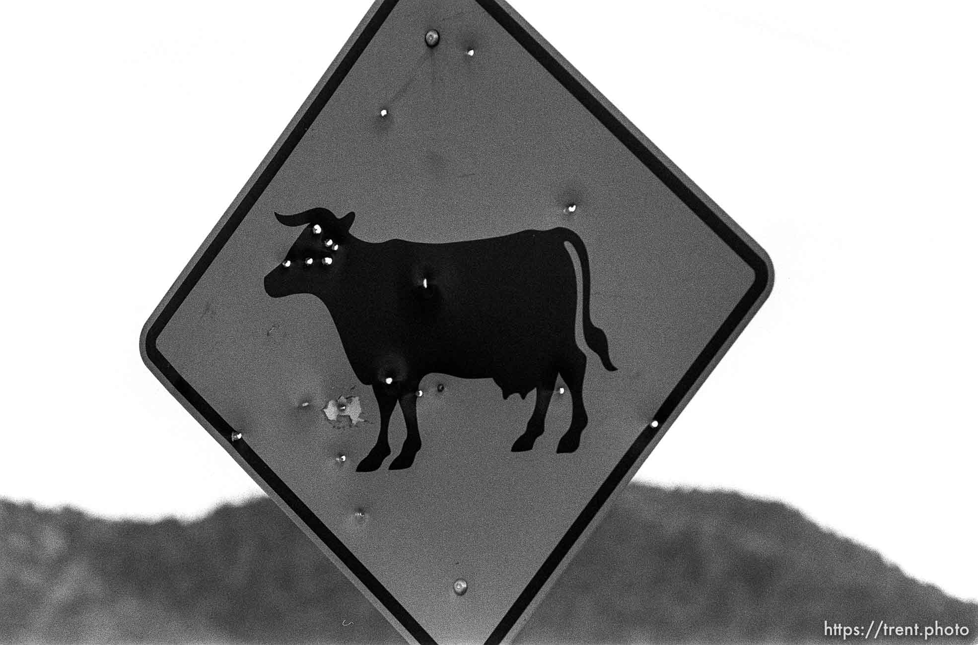 Cattle traffic sign with bullet holes.