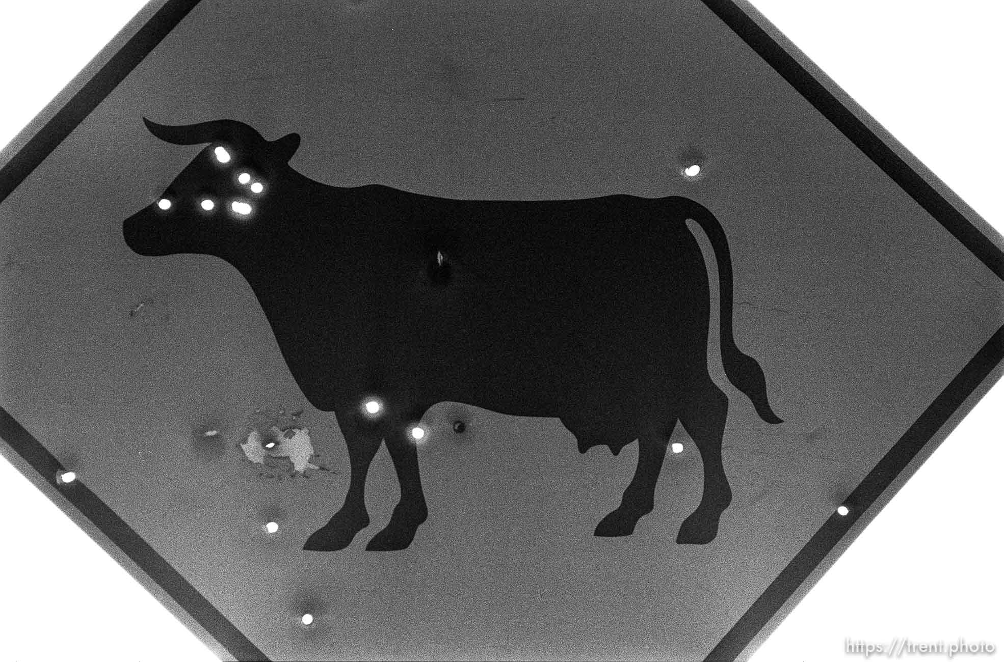 Cattle traffic sign with bullet holes.