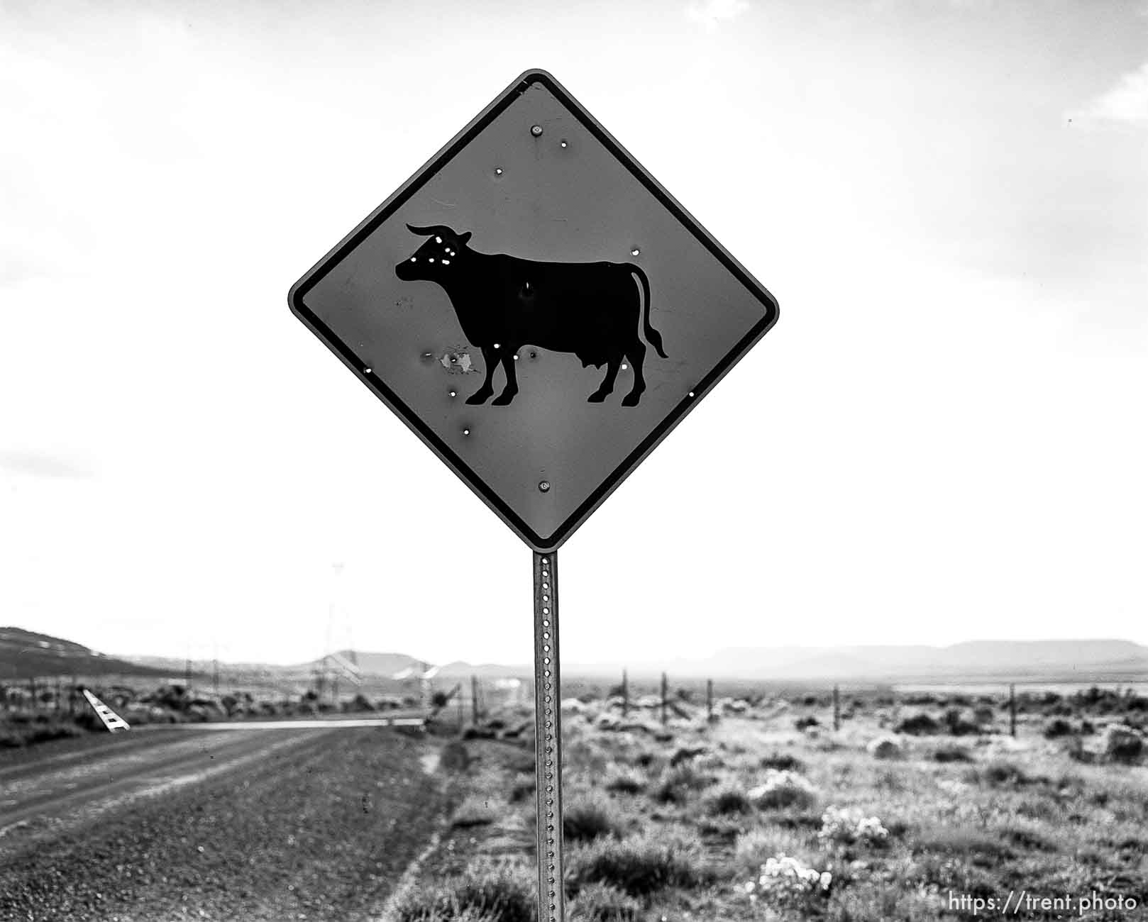 Cattle crossing roadsign with bullet holes.