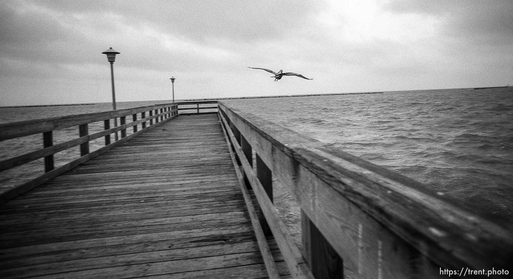 Bird and fishing pier.