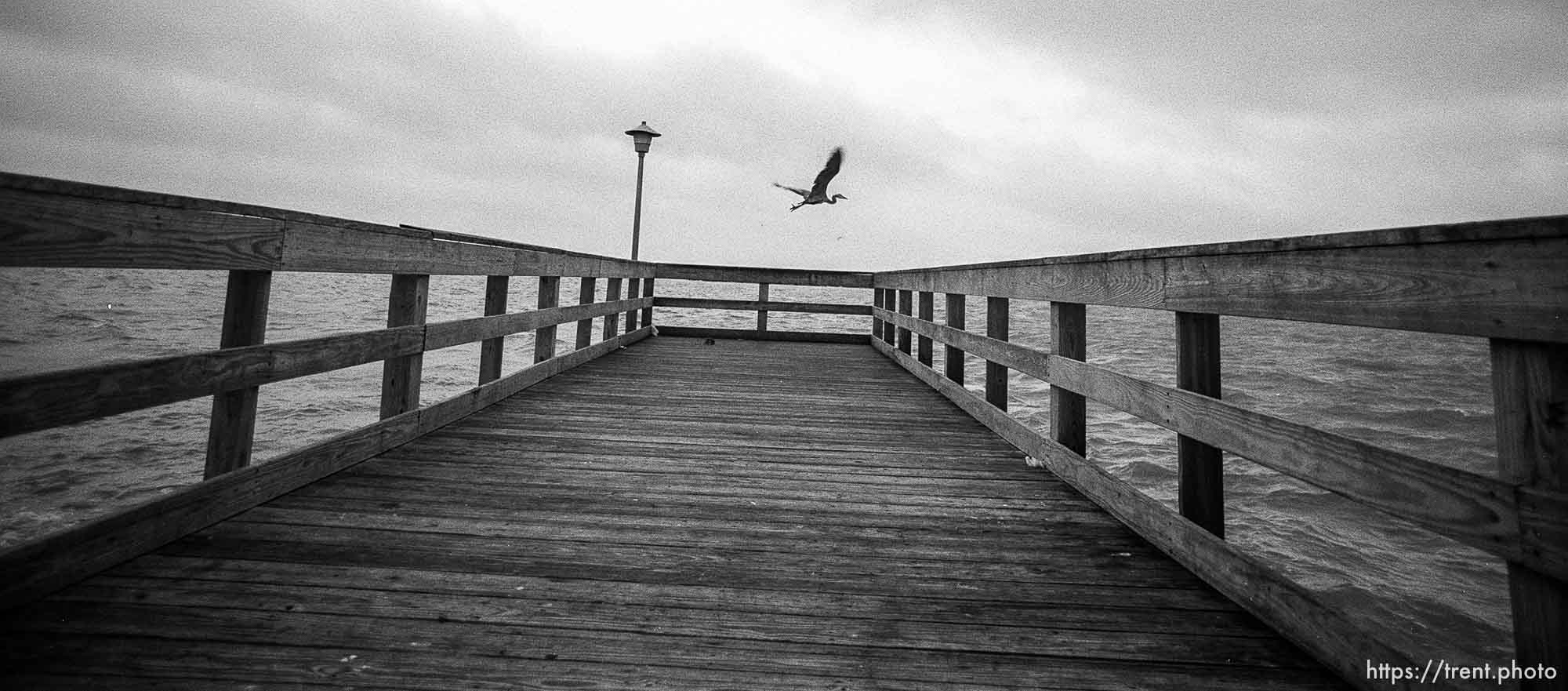 Bird and fishing pier.