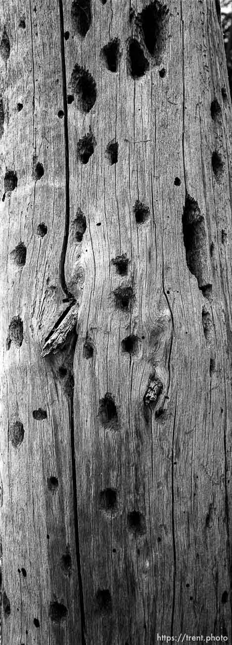 Tree trunk with holes at Sword Lake