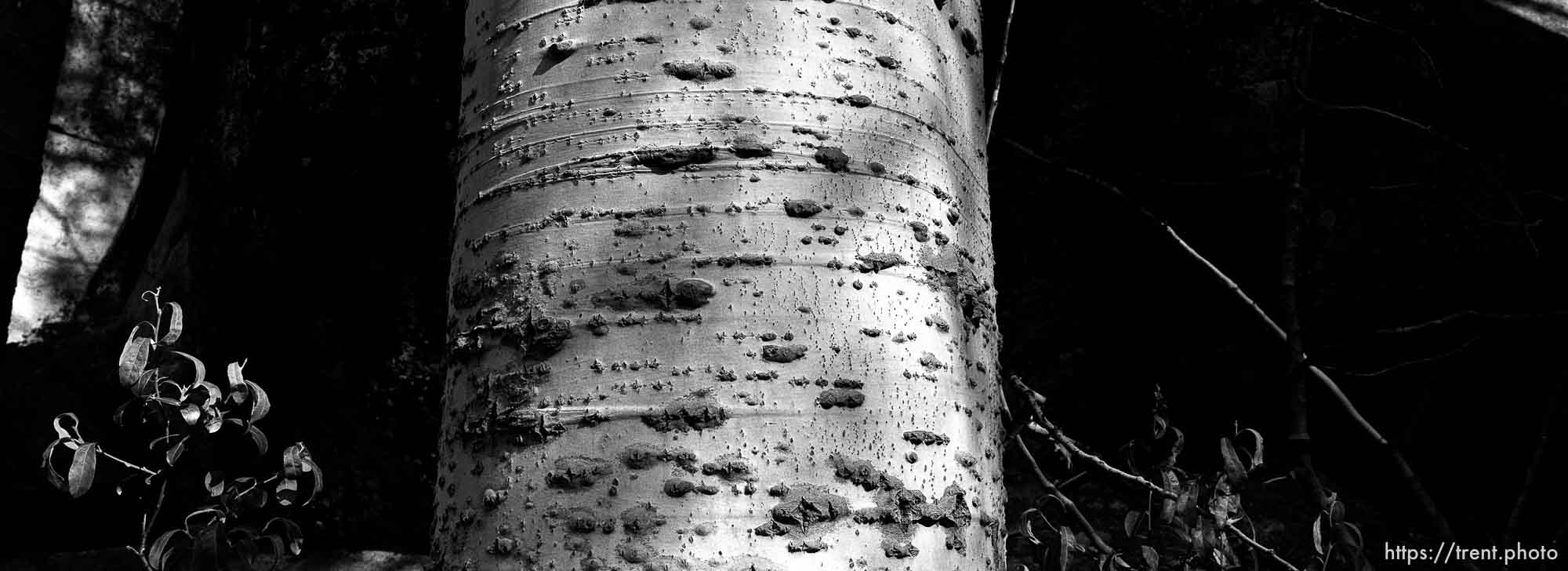 Aspen tree at Sword Lake