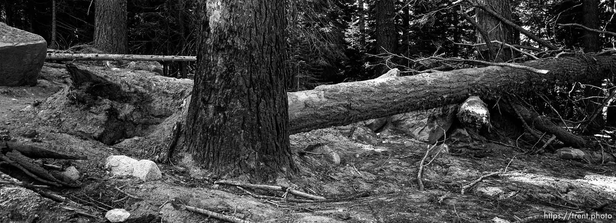 avalanche damage on trail to Sword Lake