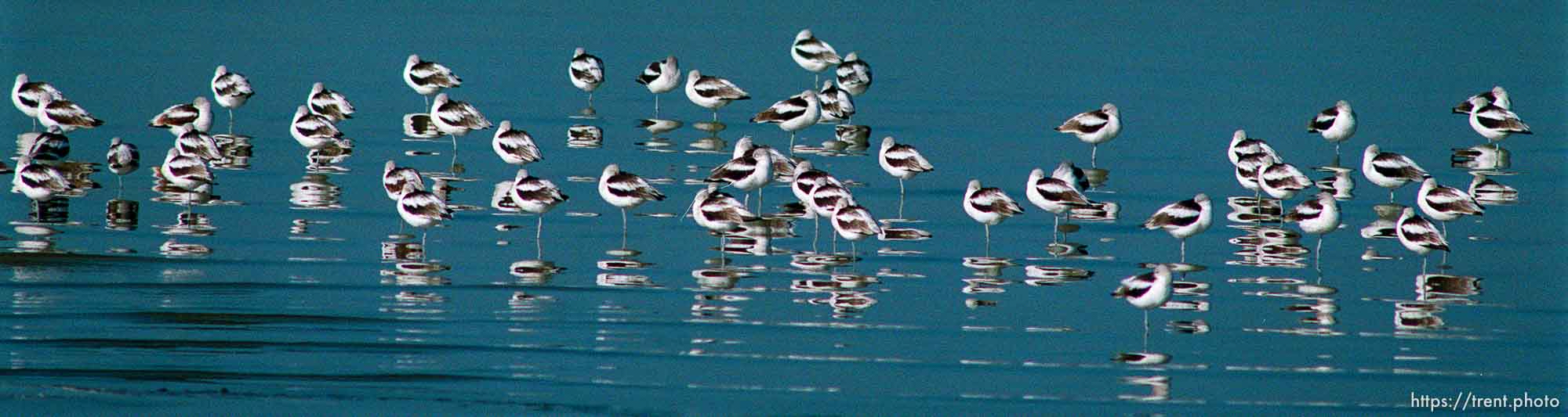 Birds on the shore of the Great Salt Lake