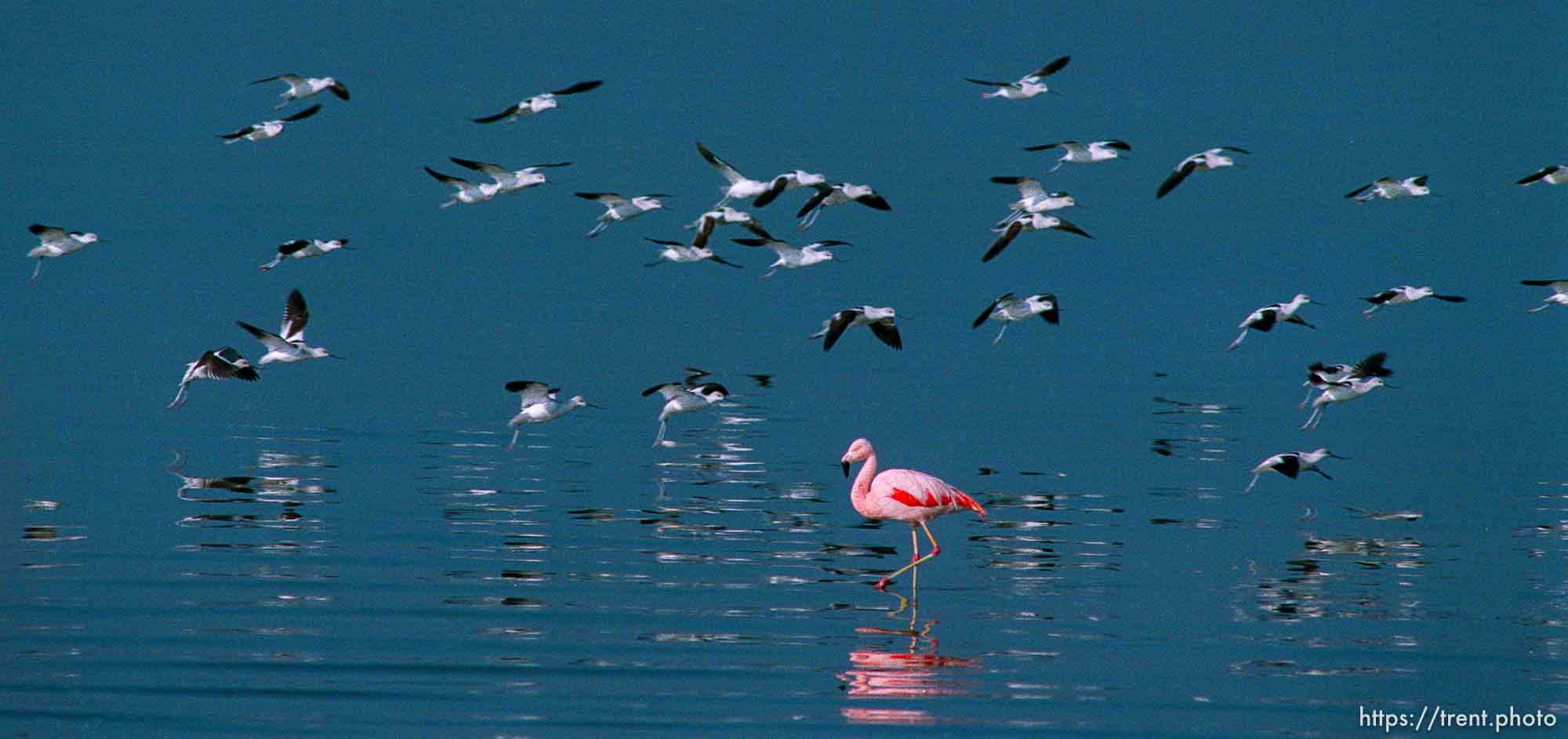 Pink Floyd, a Chilean flamingo that escaped from Tracy Aviary in 1988, on the shore of the Great Salt Lake where it spends most winters.