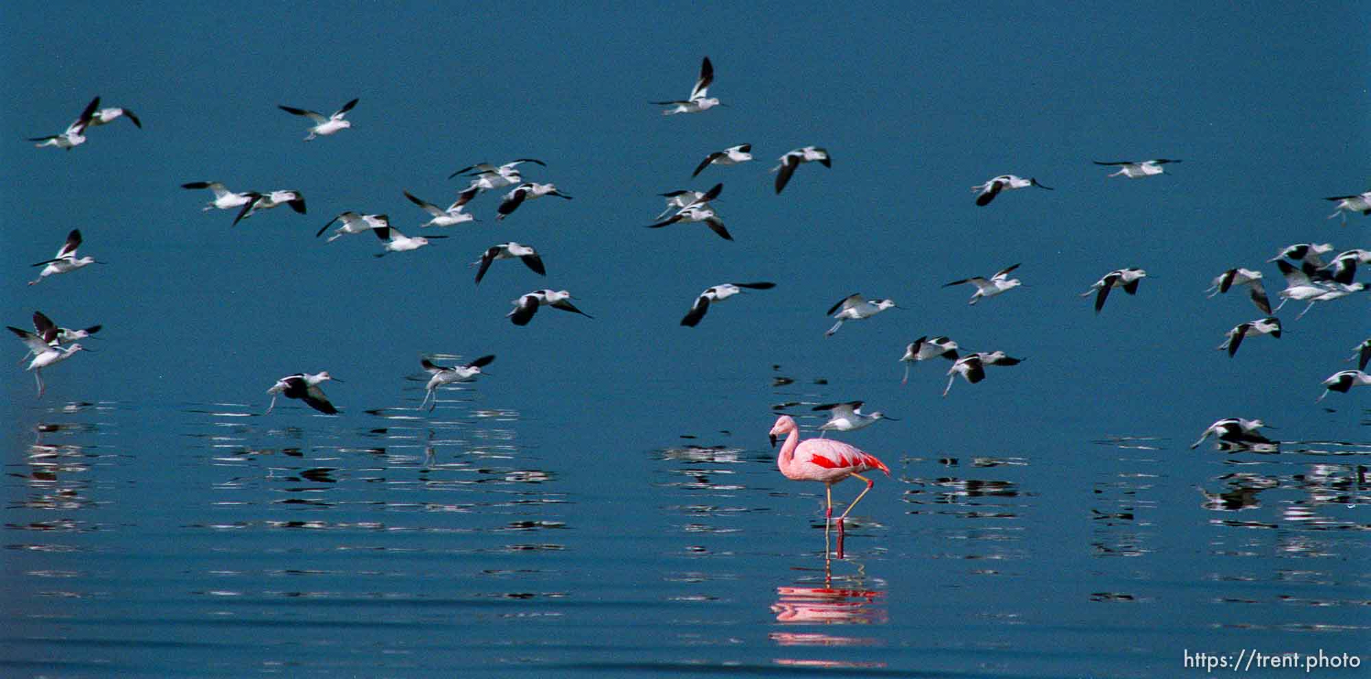 Pink Floyd, a Chilean flamingo that escaped from Tracy Aviary in 1988, on the shore of the Great Salt Lake where it spends most winters.