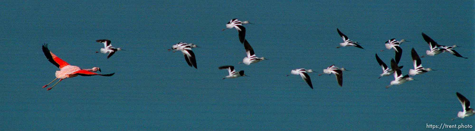 Pink Floyd, a Chilean flamingo that escaped from Tracy Aviary in 1988, on the shore of the Great Salt Lake where it spends most winters.