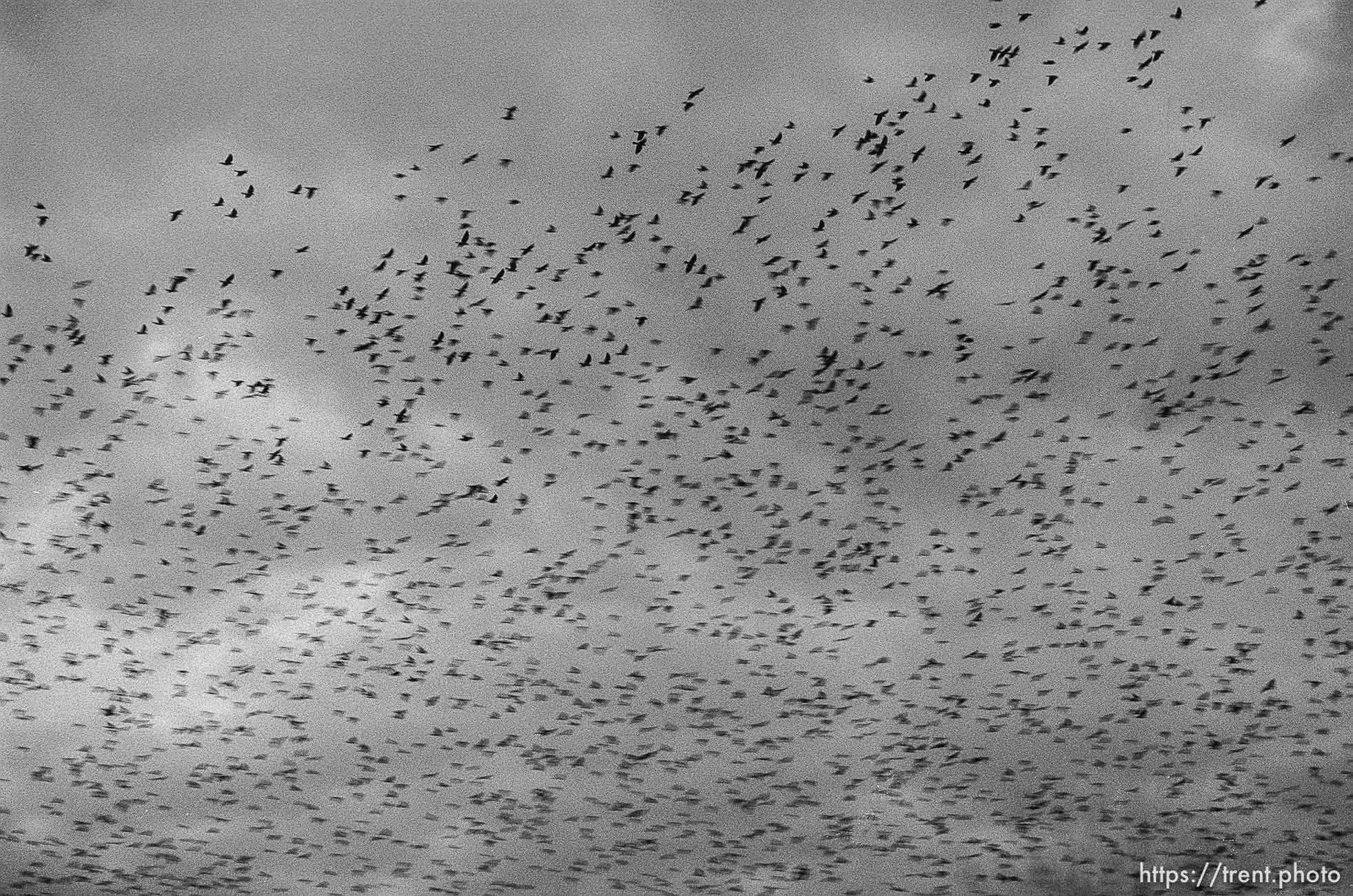Blackbirds over Kosovo