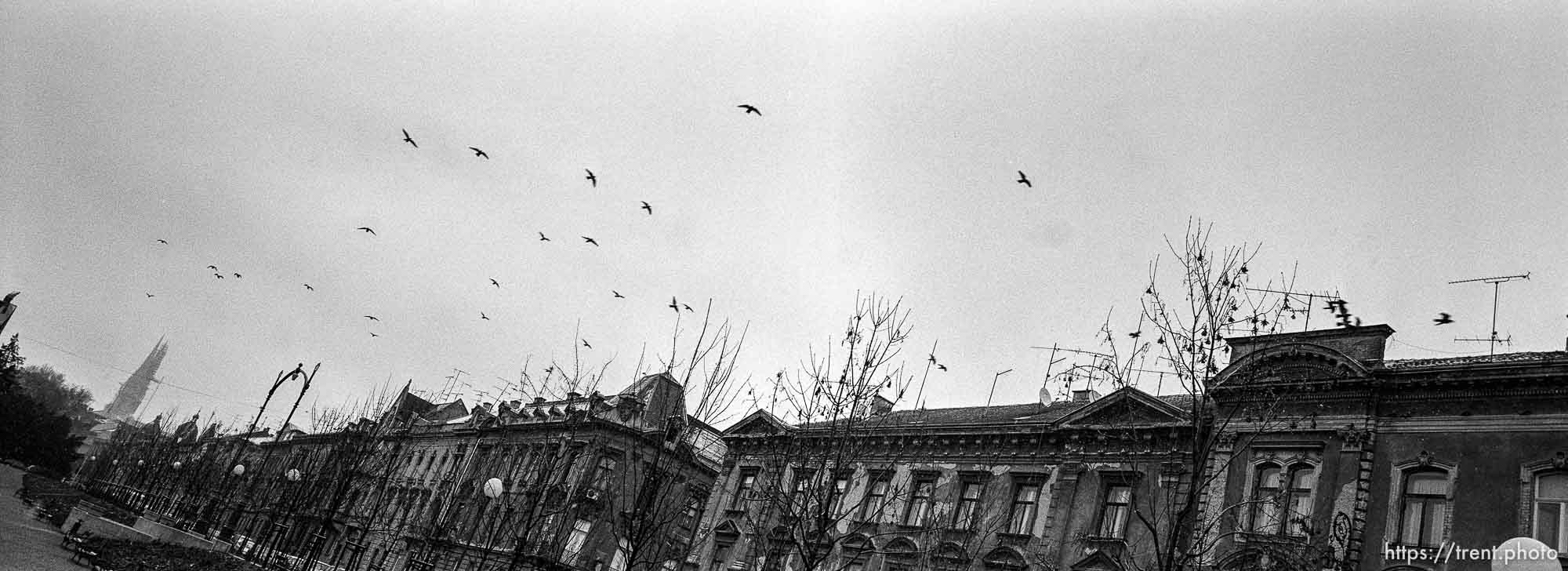 Buildings and birds