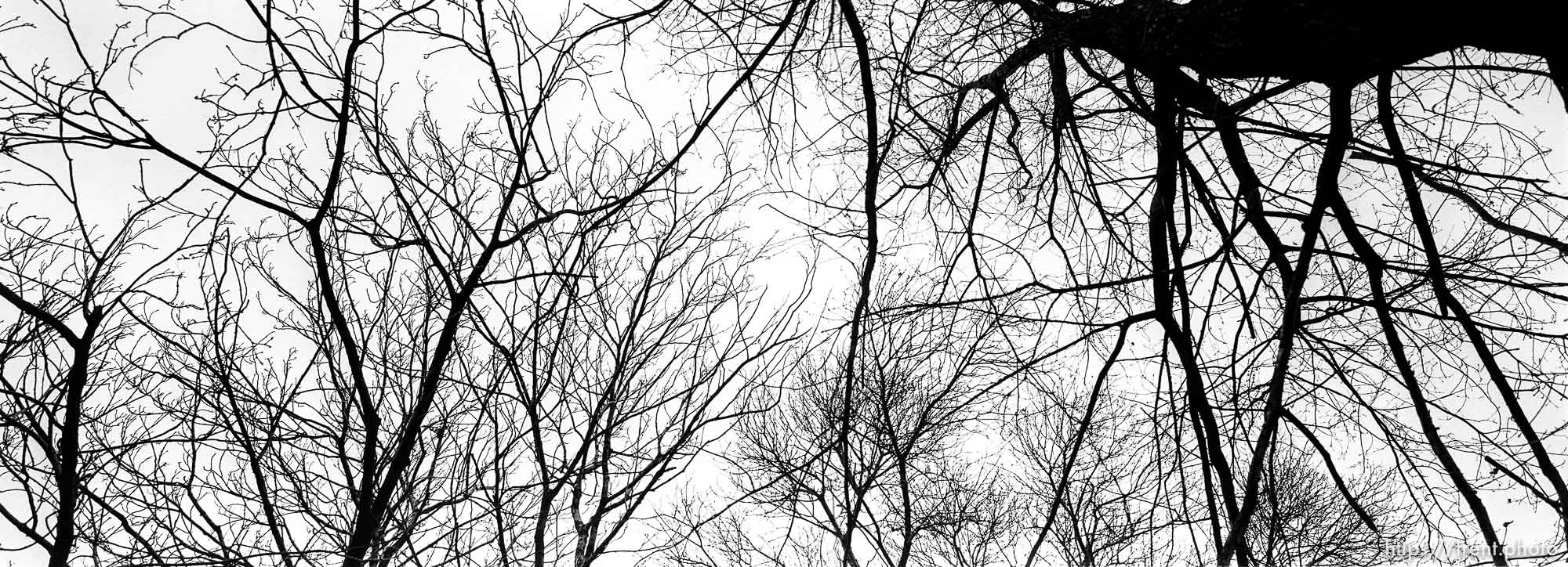 Trees above the crematorium at the Auschwitz Concentration Camp.