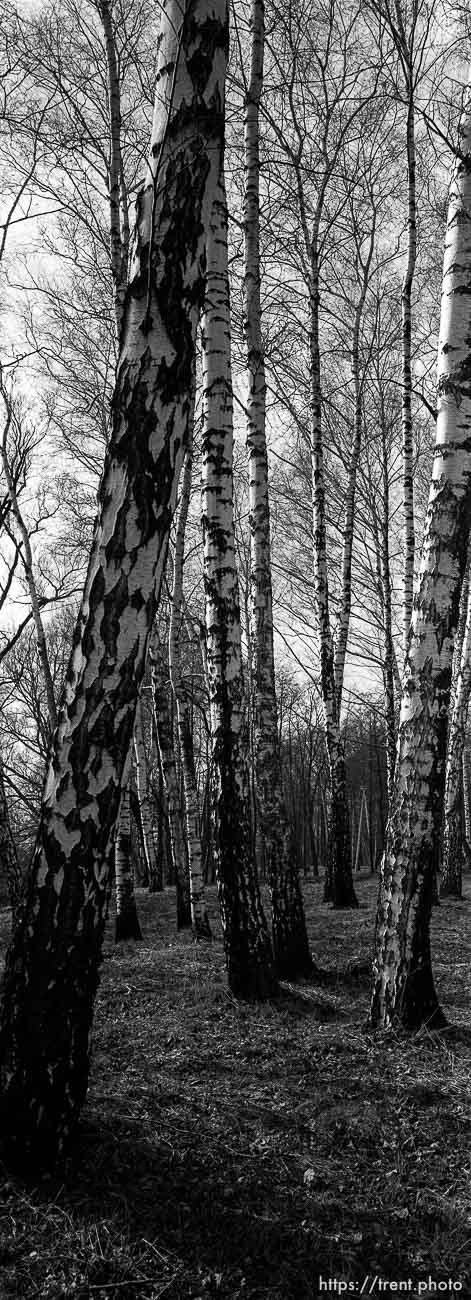 Trees at the Birkenau Concentration Camp.