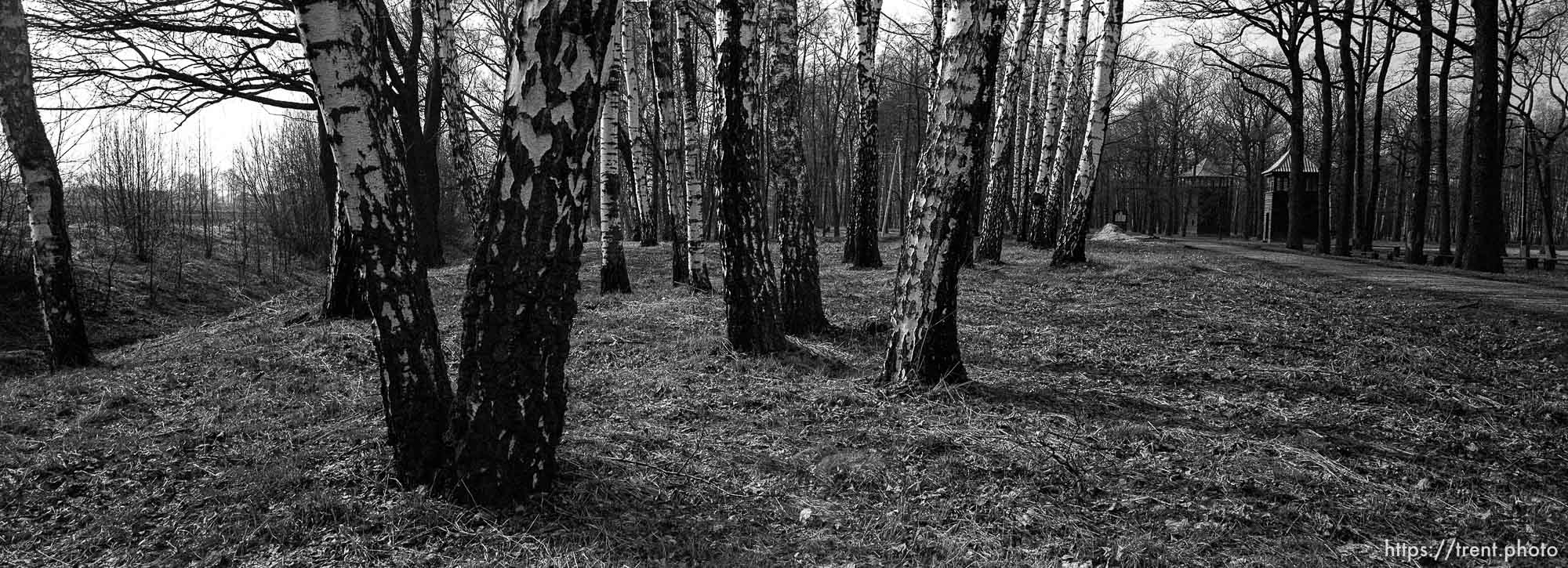 Trees at the Birkenau Concentration Camp.