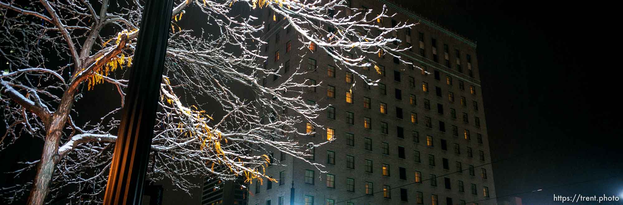 Tree and snow, Hotel Monaco. Downtown at night, during snowstorm.