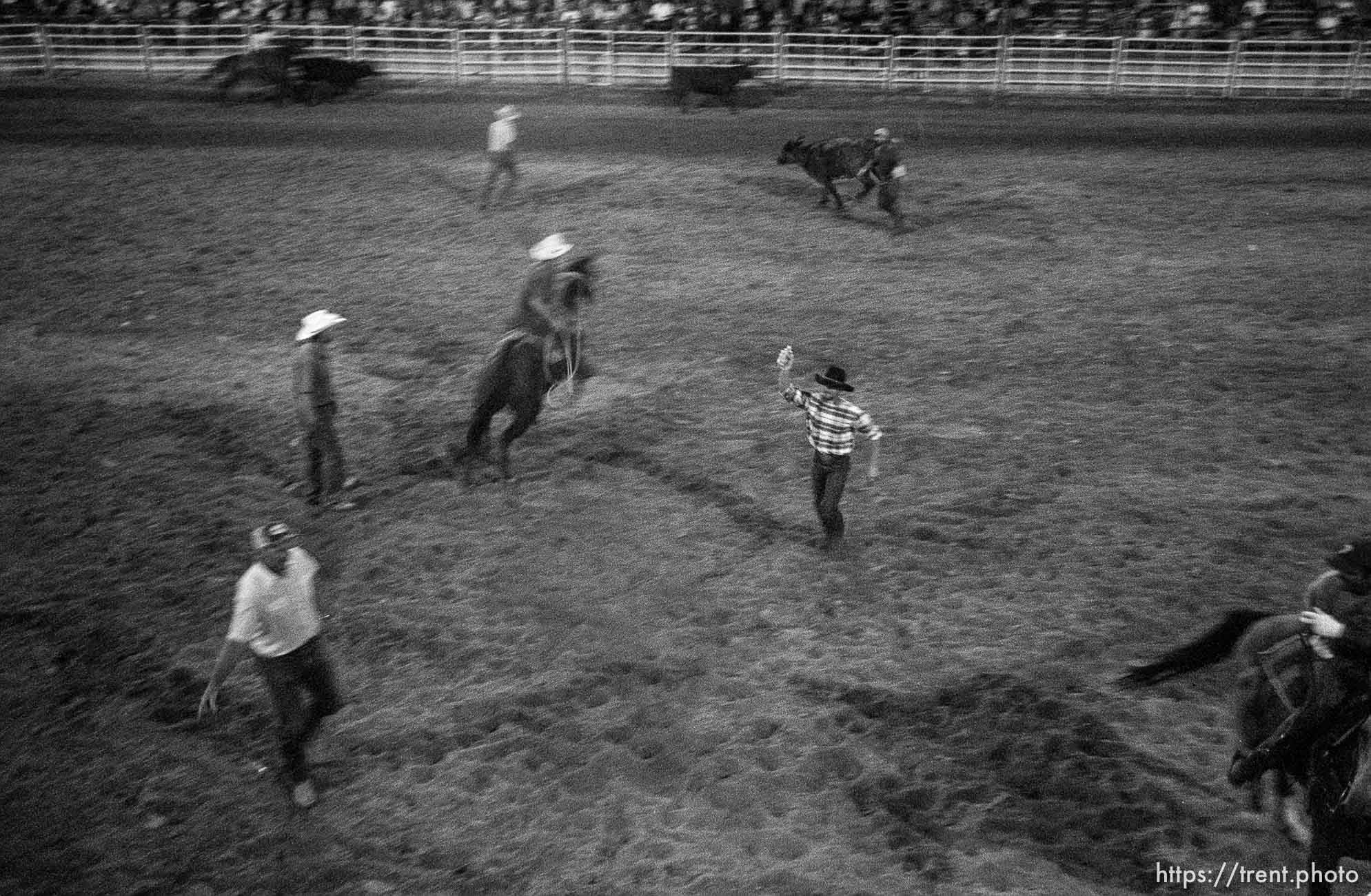 Wild Cow Milking. Rodeo. Beaver County Fair.