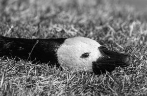 This goose allegedly flew into a powerline in Dale Porter's back yard, causing a quick death. Behind Porter's home is Highland Lake, a small body of water with its own community of geese and ducks.; 03.12.2003, 11:49:16 AM