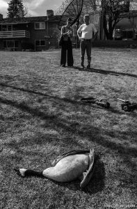 This goose allegedly flew into a powerline in Dale Porter's back yard, causing a quick death. Behind Porter's home is Highland Lake, a small body of water with its own community of geese and ducks.; 03.12.2003, 11:50:54 AM