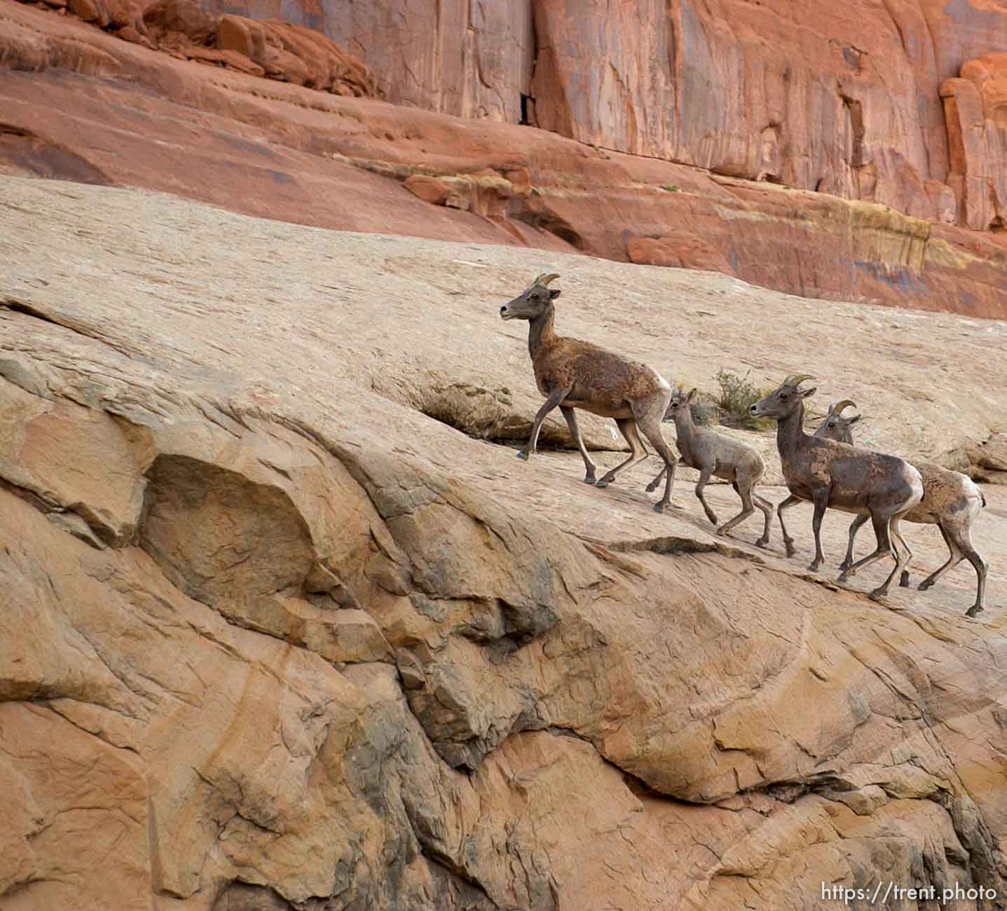 Mountain goats. Arches National Park. 07/09/2003