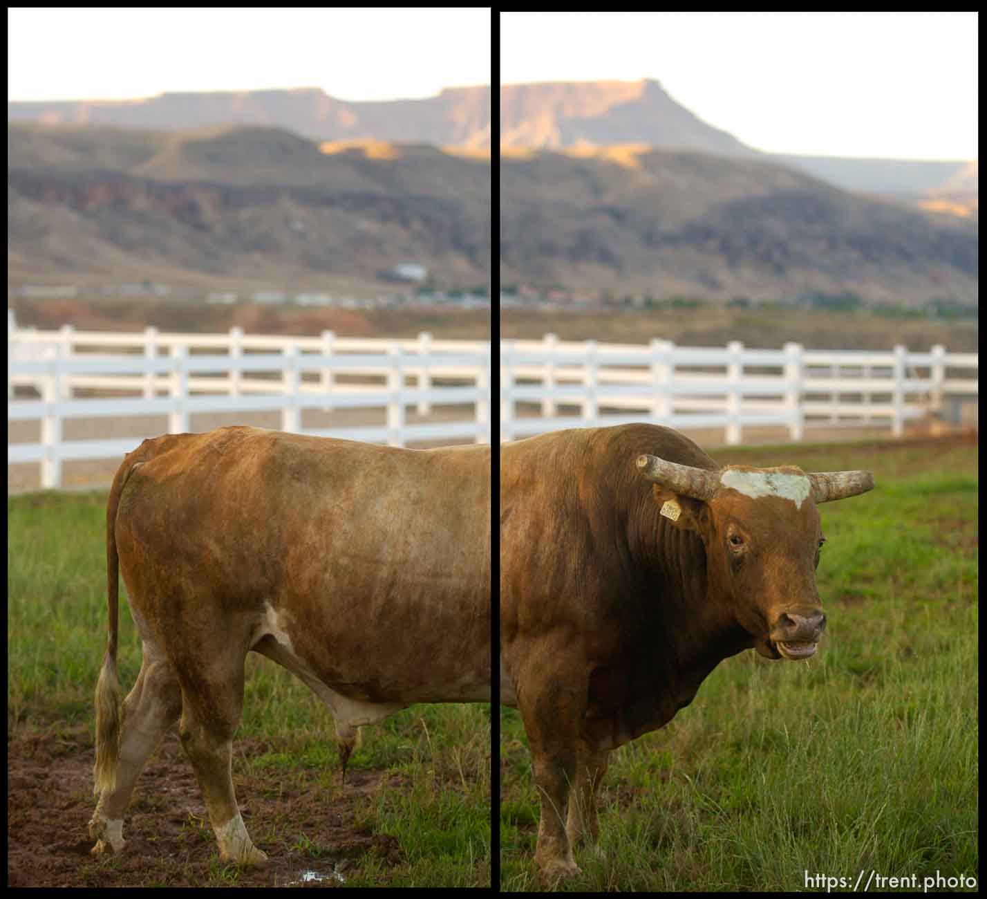 Mr. USA, rodeo bull