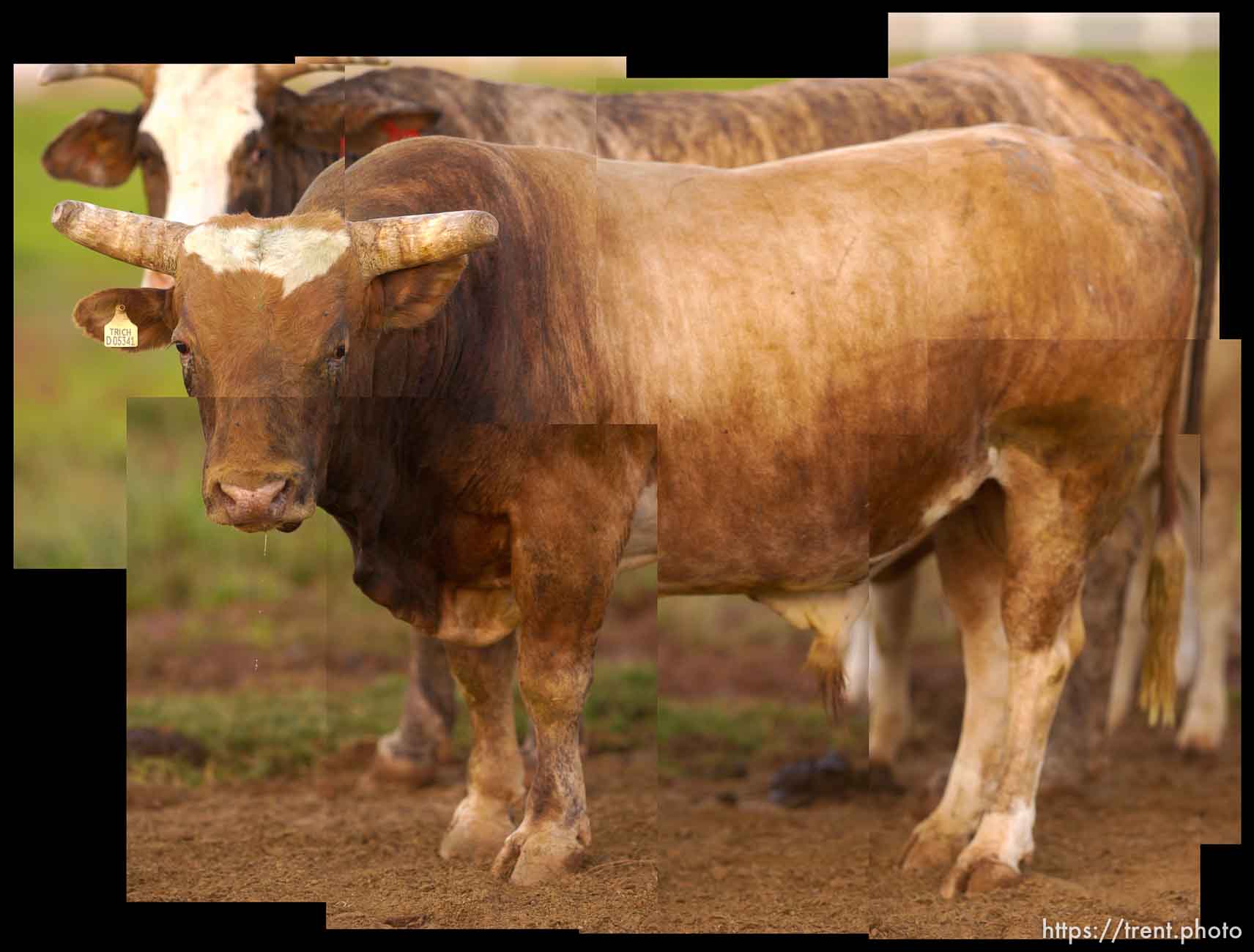 Mr. USA, rodeo bull