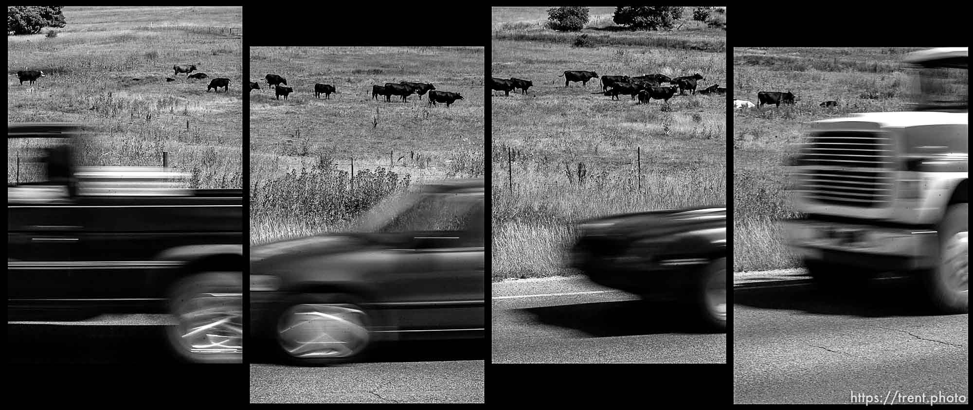 BLACK BACKGROUND VERSION. In this panoramic series of four photographs, traffic speeds past a herd of cattle along Highway 91 north of Smithfield. The debate over how much pollution the cattle are causing is apparently over. Air quality issues.
Photo by Trent Nelson; 7.22.2004