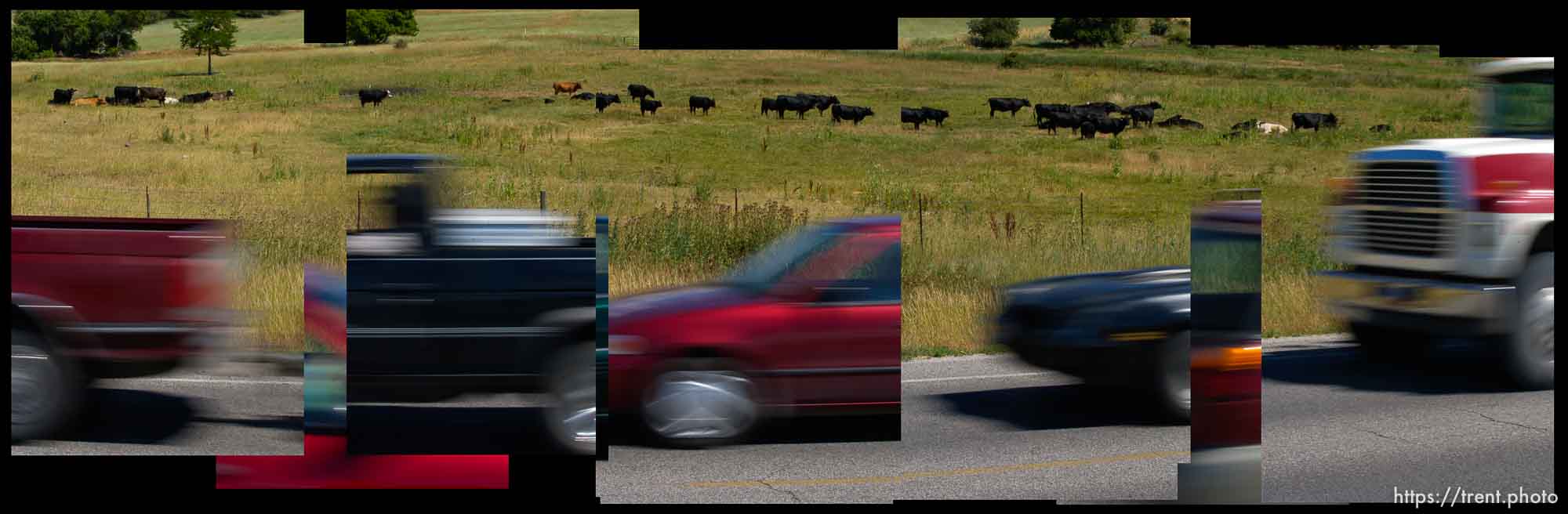 Cattle and cars along Highway 91 north of Smithfield. Air quality issues.