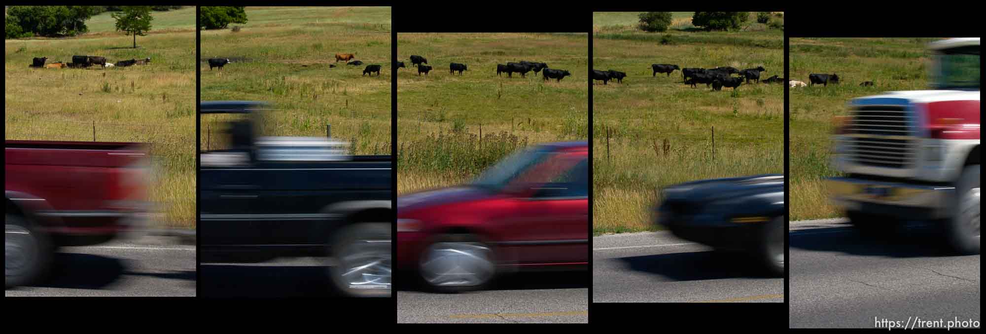 Cattle and cars along Highway 91 north of Smithfield. Air quality issues.