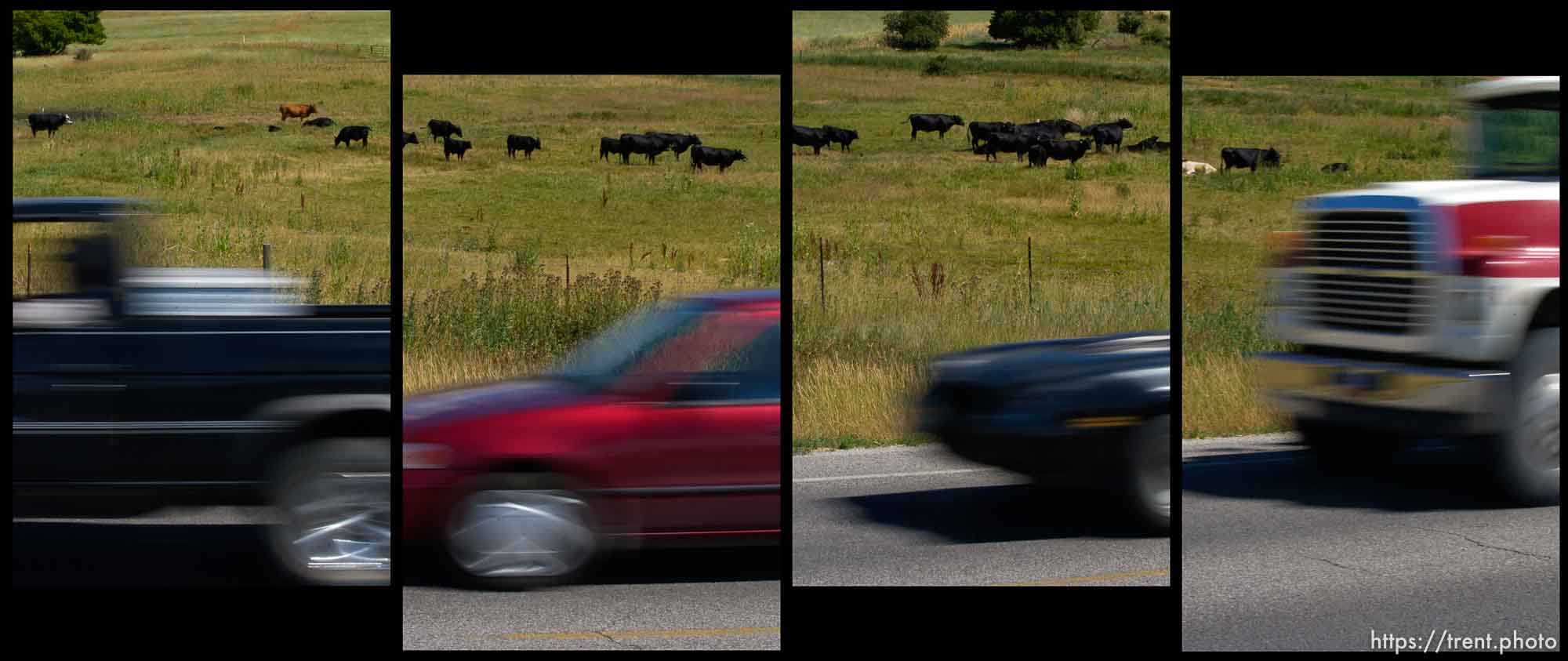 Cattle and cars along Highway 91 north of Smithfield. Air quality issues.