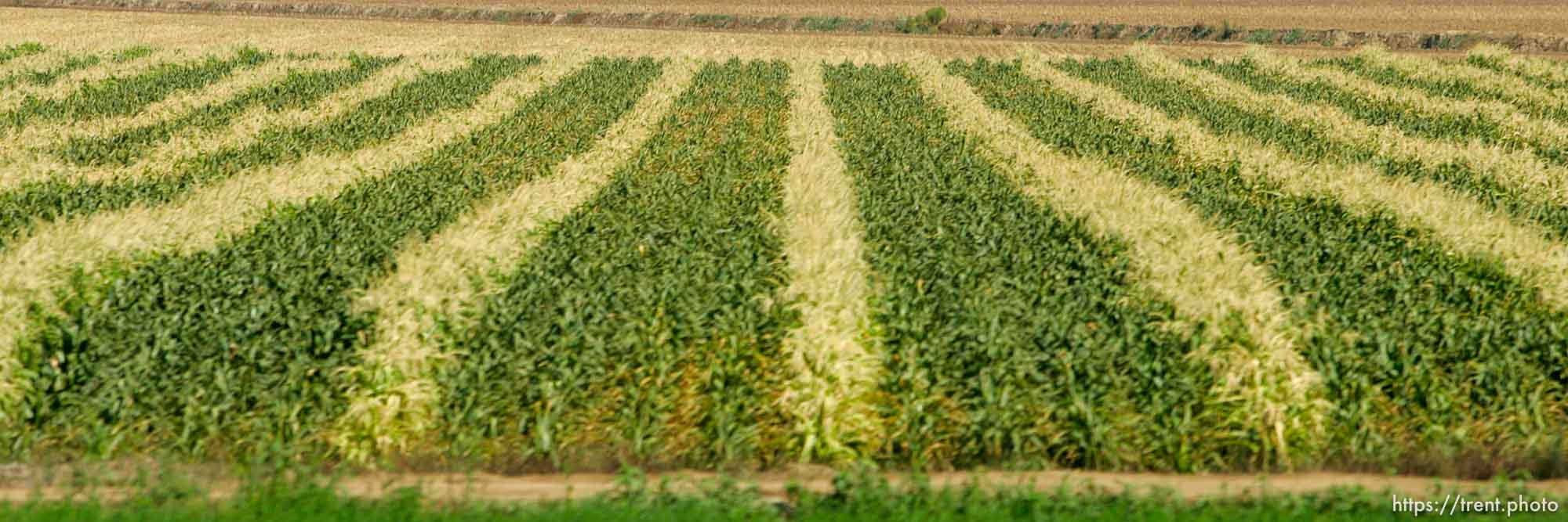 crops, farming, agriculture. Photos out the window as we drive from Boise to Parma, Idaho. 8.18.2004