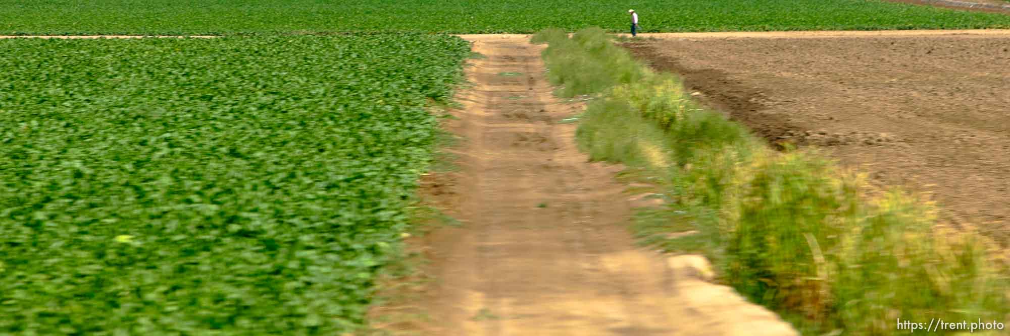 crops, farming, agriculture. Photos out the window as we drive from Boise to Parma, Idaho. 8.18.2004