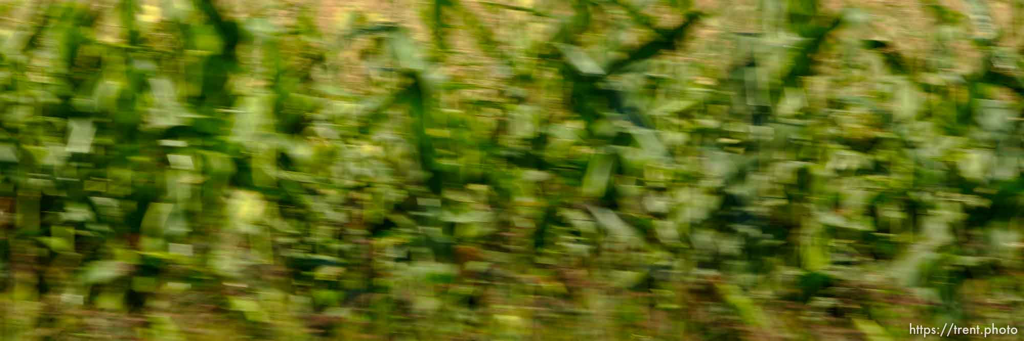 corn. Photos out the window as we drive from Boise to Parma, Idaho. 8.18.2004