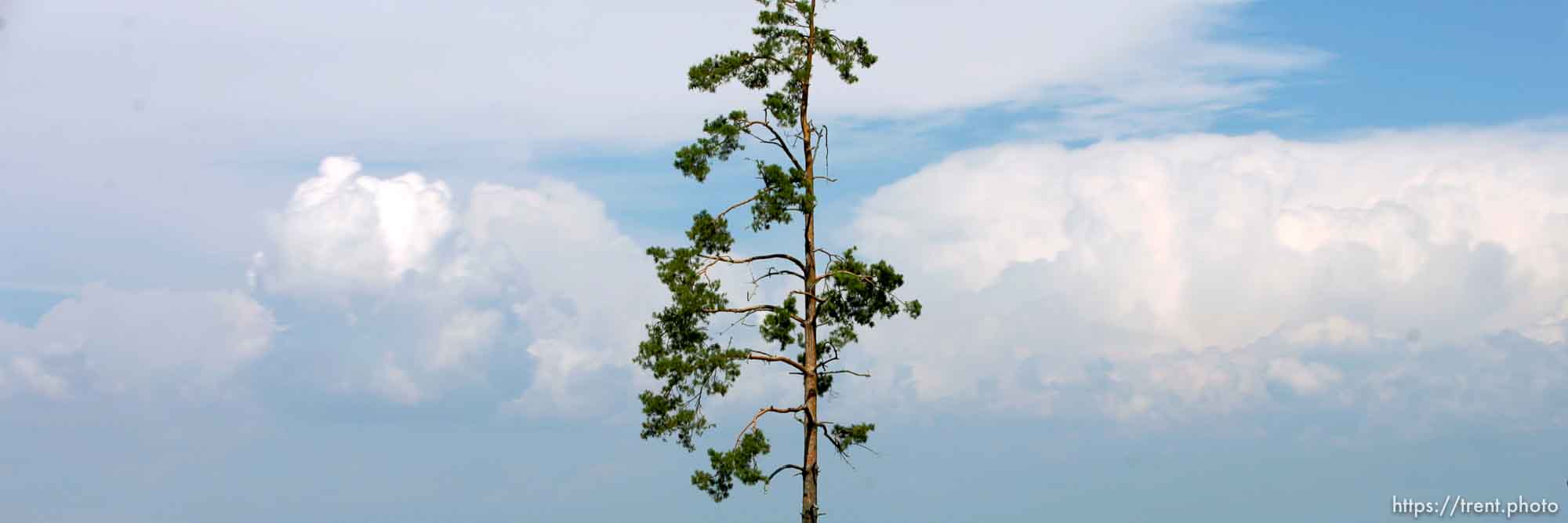 tree. Photos out the window as we drive from Boise to Parma, Idaho. 8.18.2004