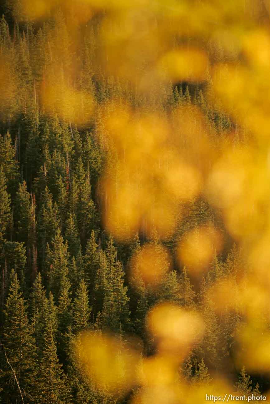 aspen leaves, pine trees. Fall colors at the top of Guardsman Pass