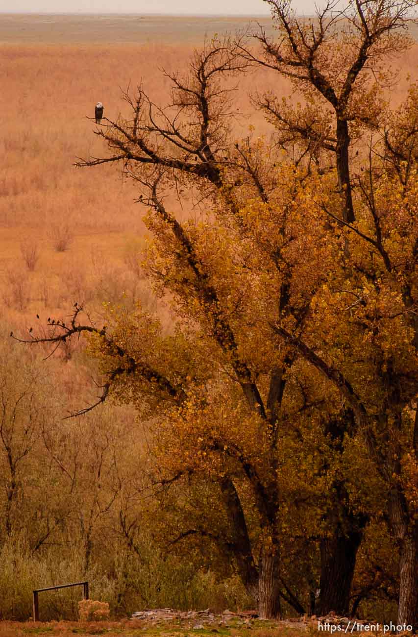 A bald eagle along the west side of Utah Lake, south of Saratoga Springs.