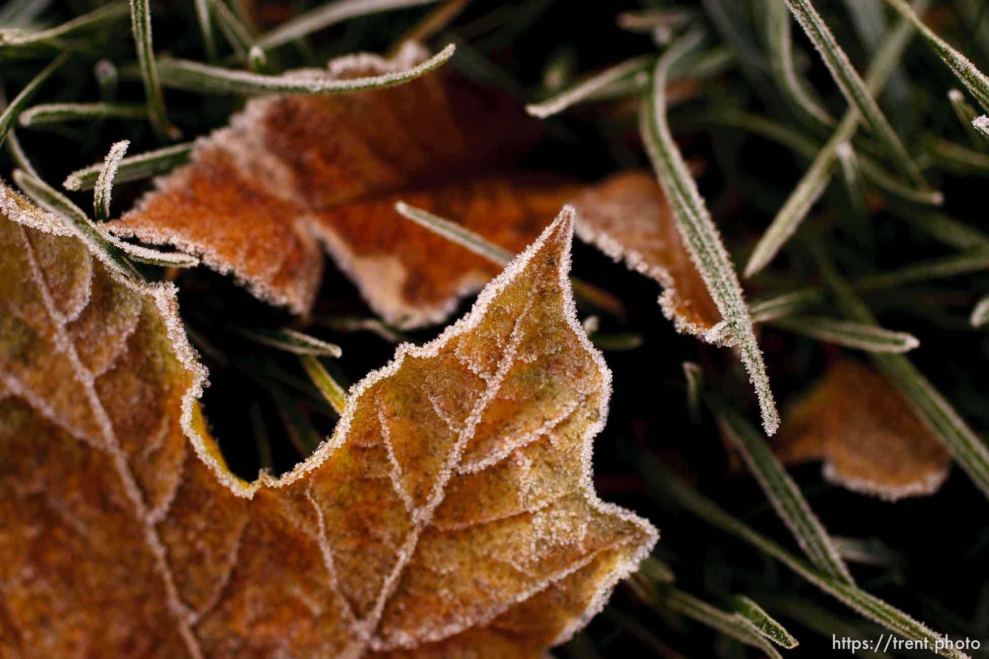 Leaves, grass, frost. 11.18.2004