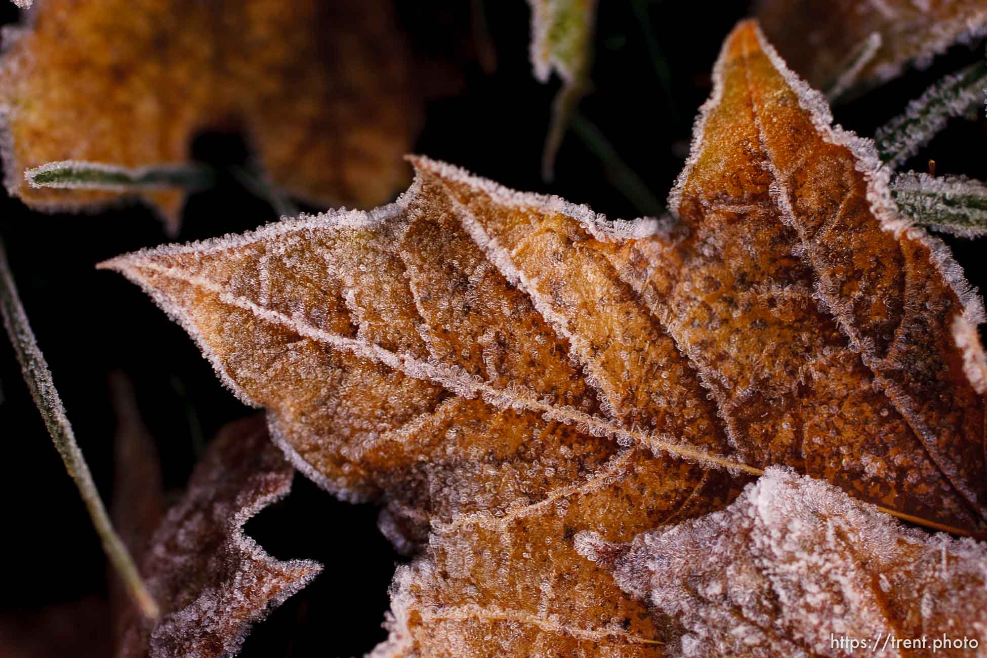 Leaves, grass, frost. 11.18.2004