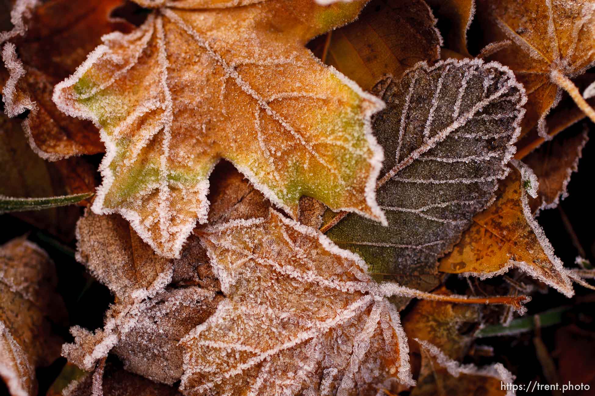 Leaves and Frost