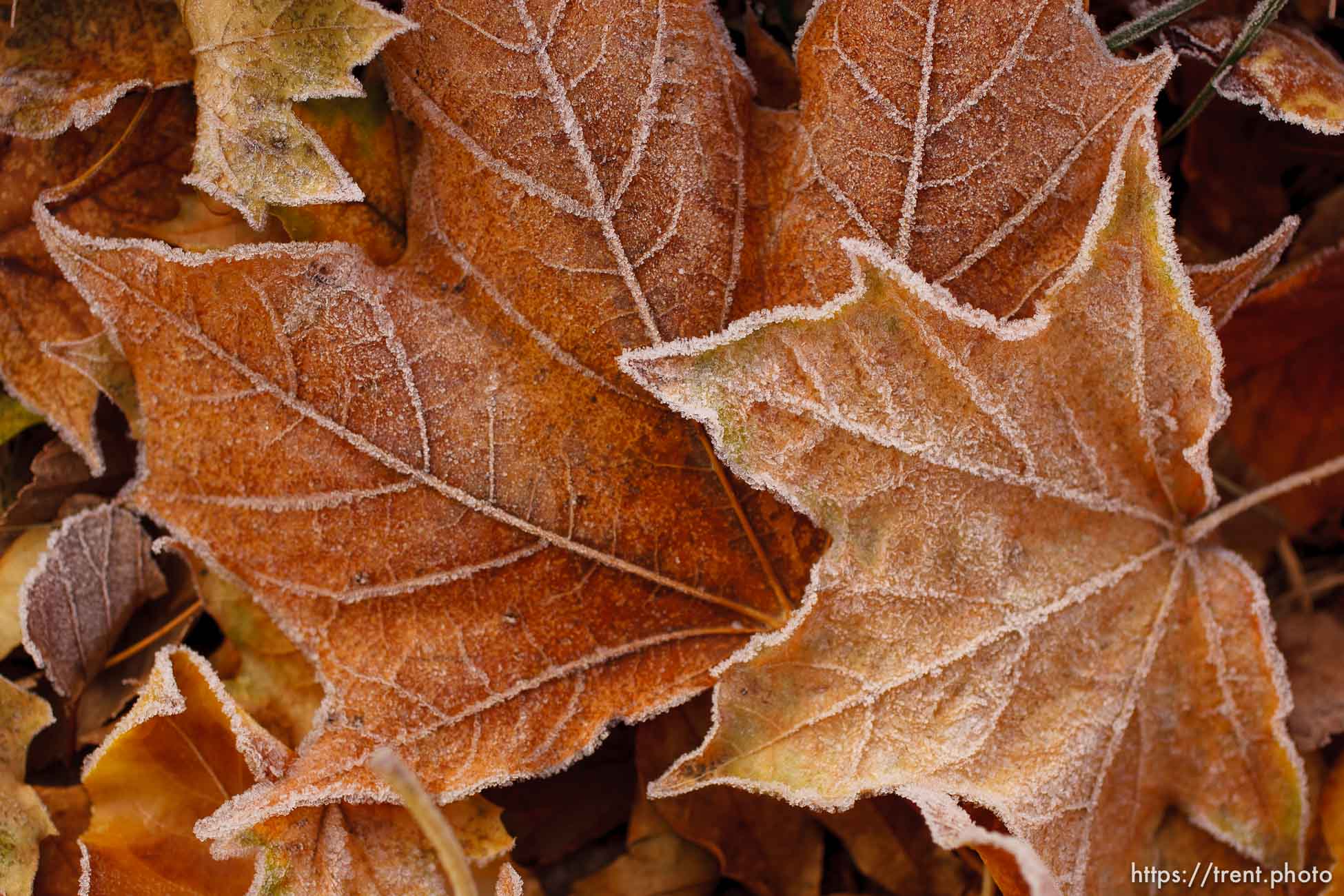 Leaves, grass, frost. 11.18.2004