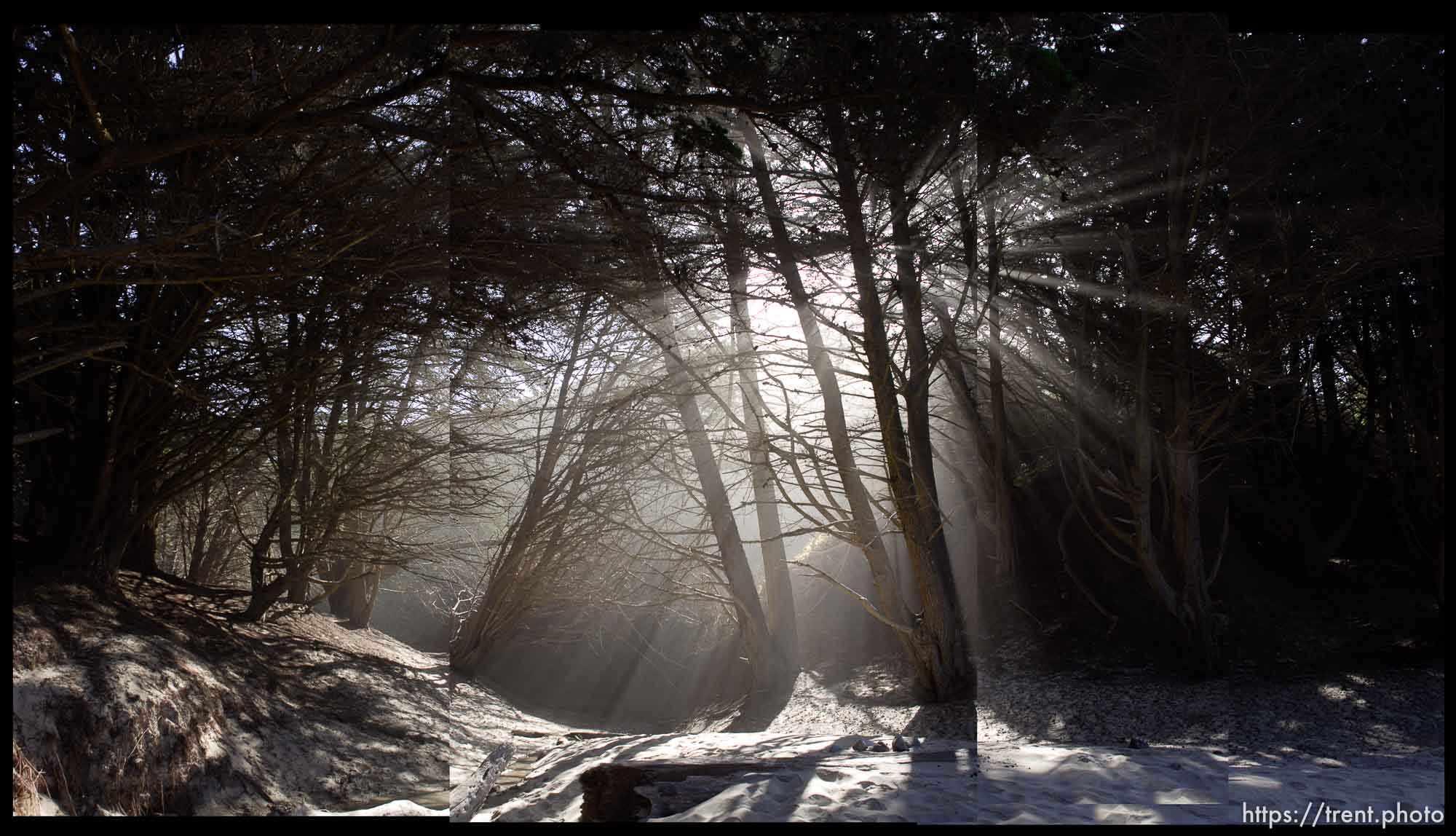 light streaming through trees, Pfeiffer beach; 6.13.2005