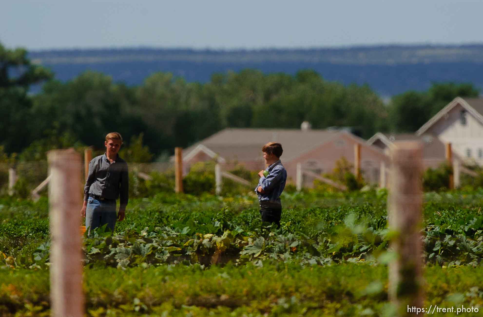 People in field. Colorado City/Hildale.