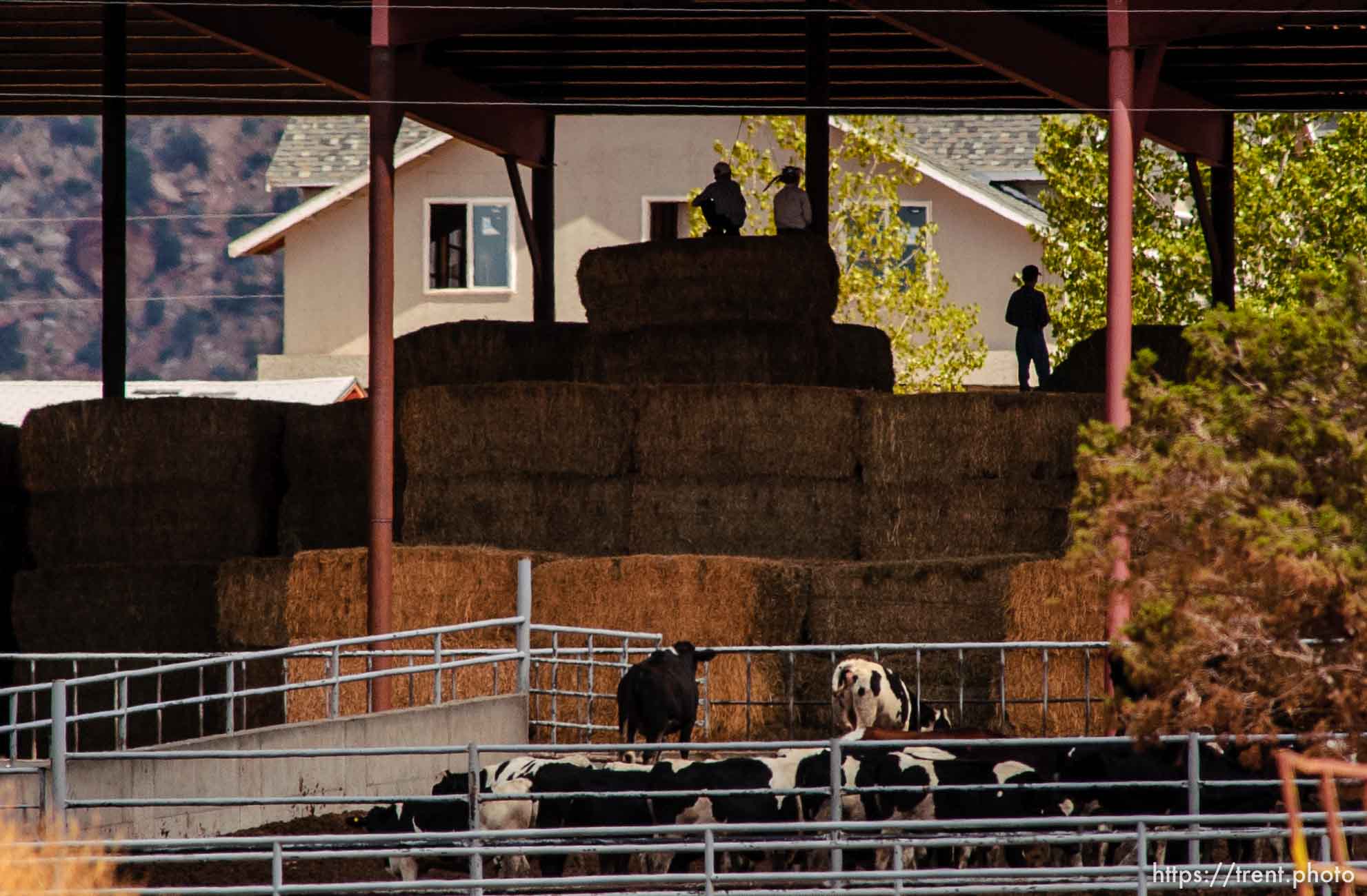 Boys leaping on hay bales, Colorado City