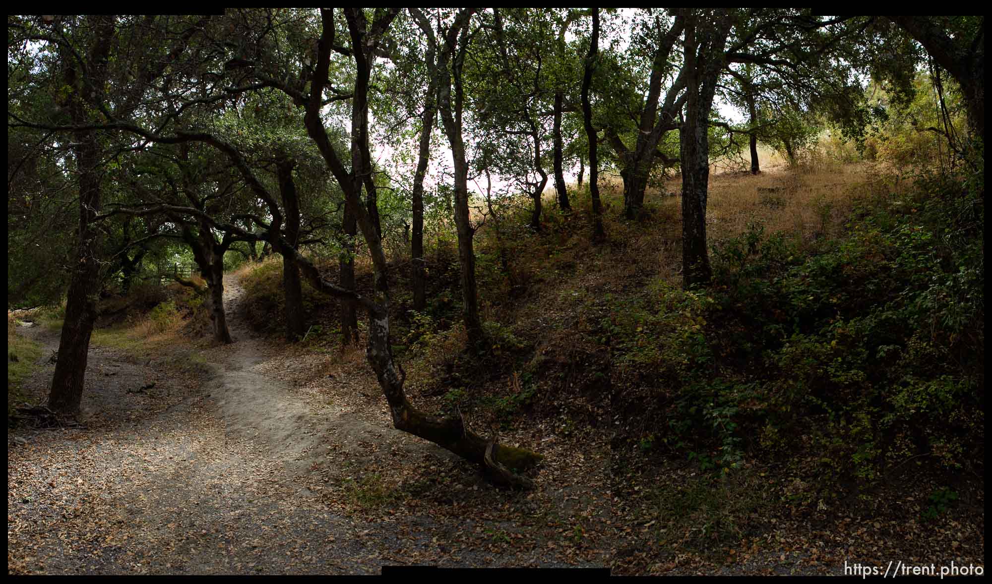 walking path and trees in San Ramon