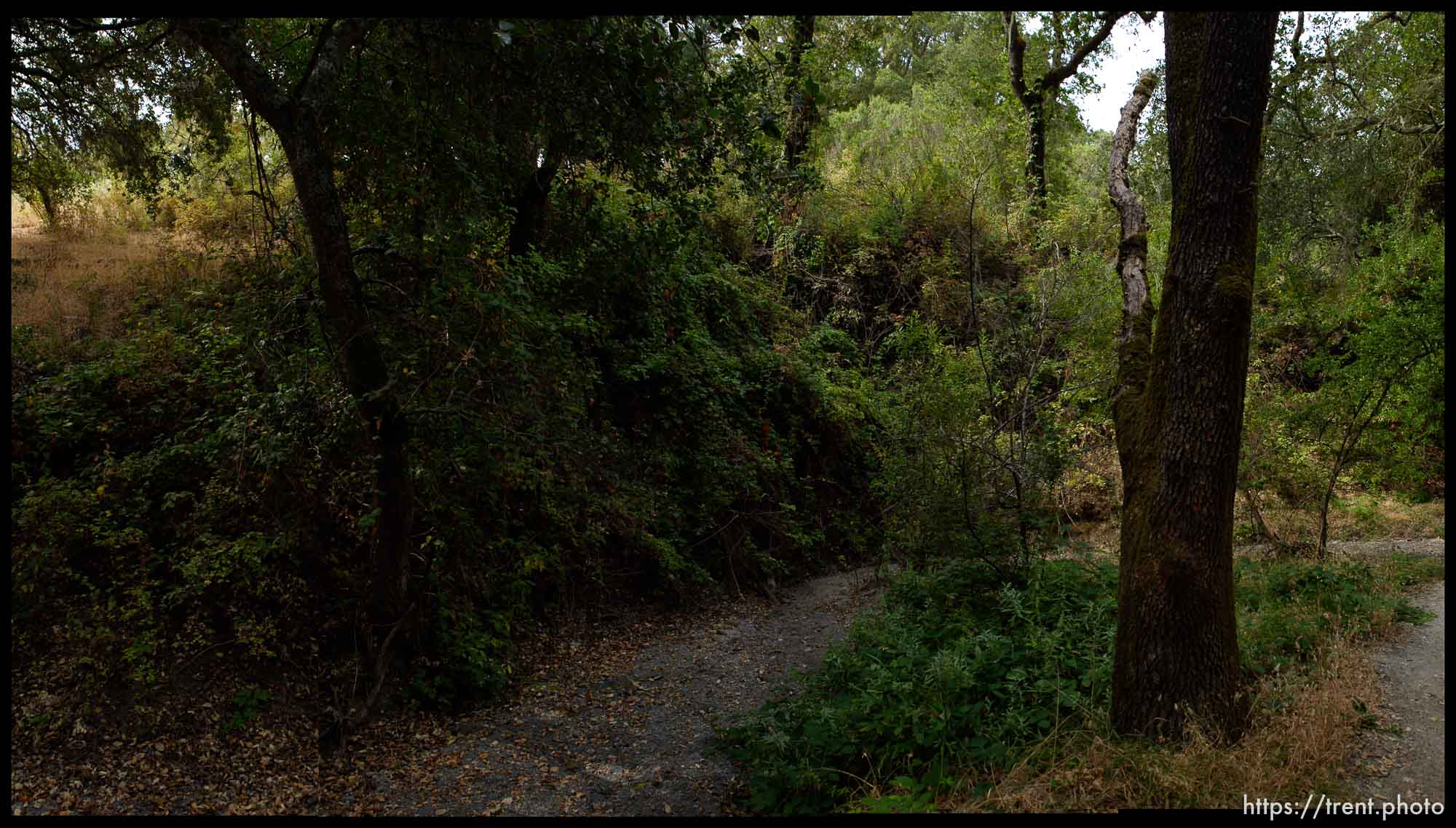 walking path and trees in San Ramon