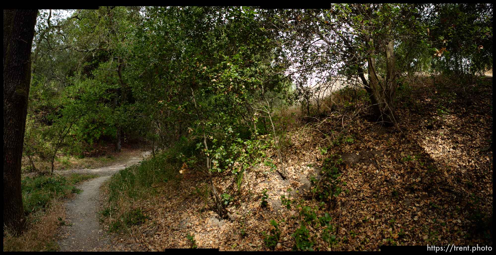 walking path and trees in San Ramon