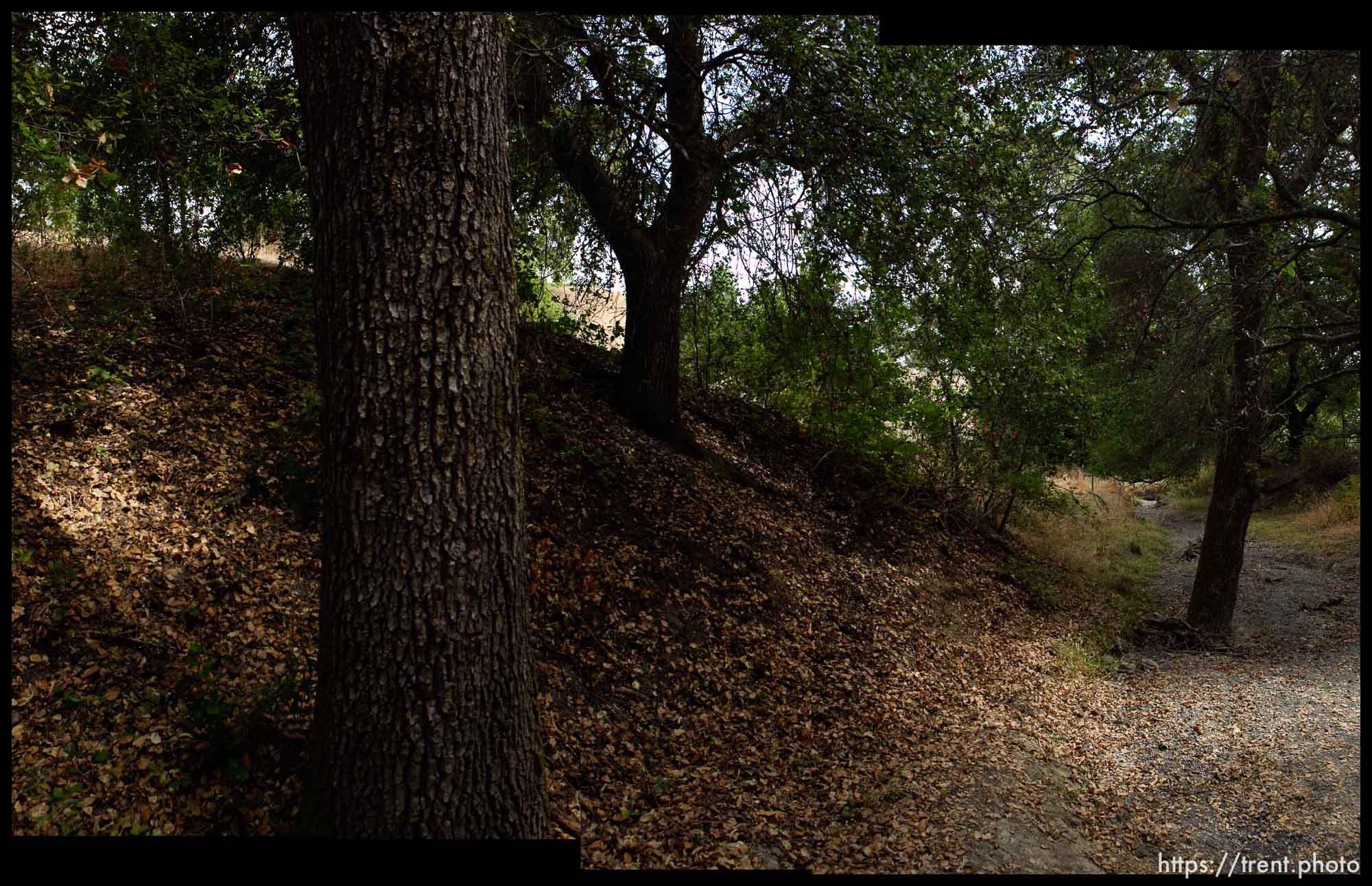 walking path and trees in San Ramon