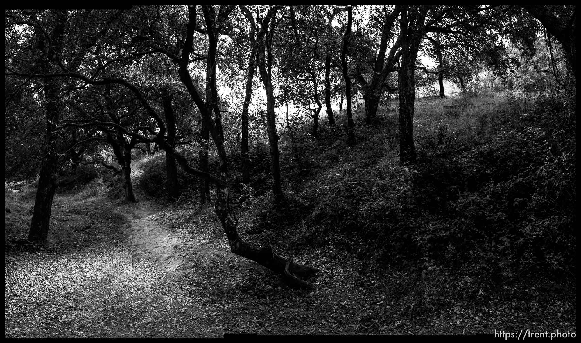 Walking path, trees, San Ramon