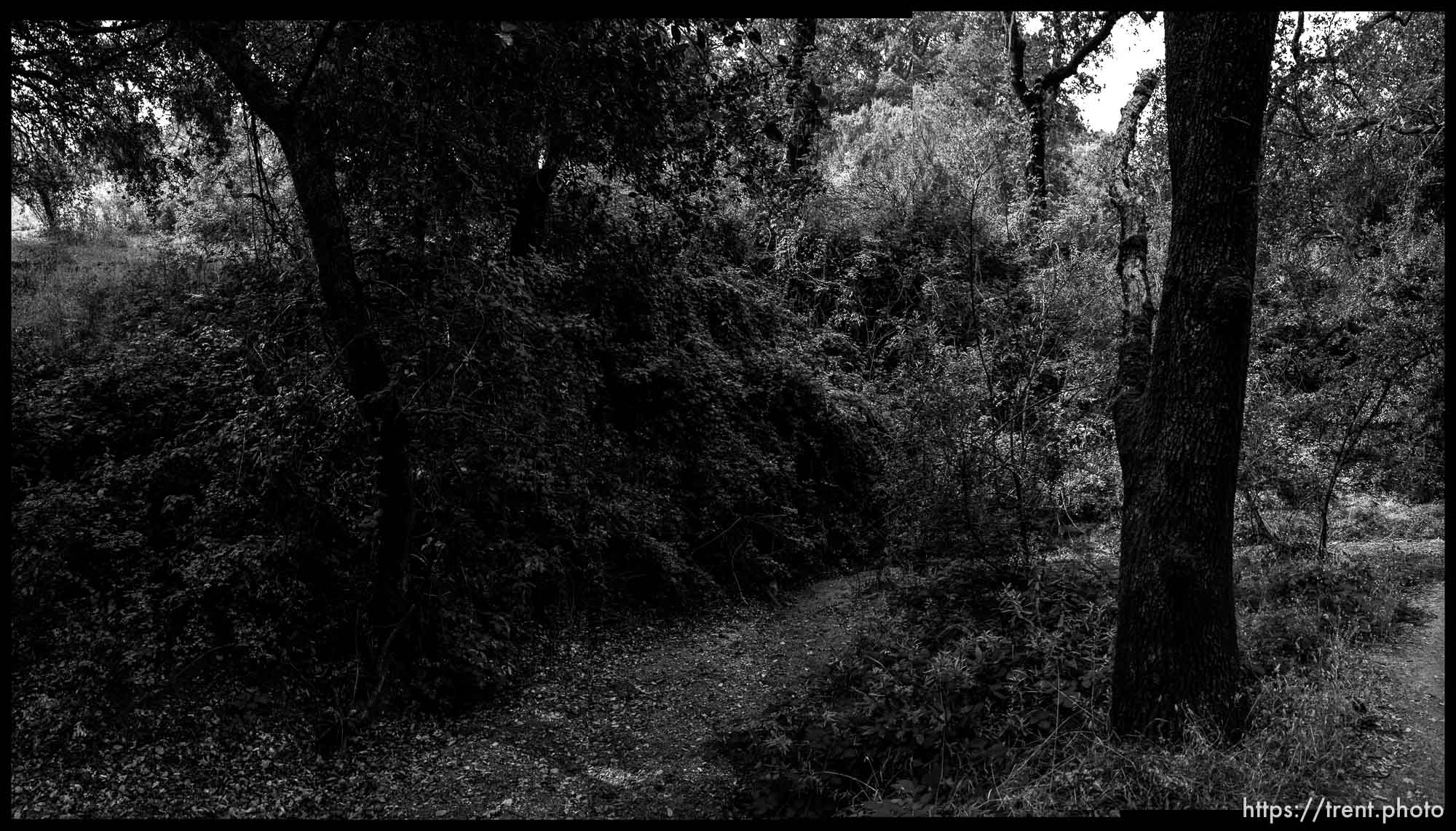 Walking path, trees, in San Ramon.