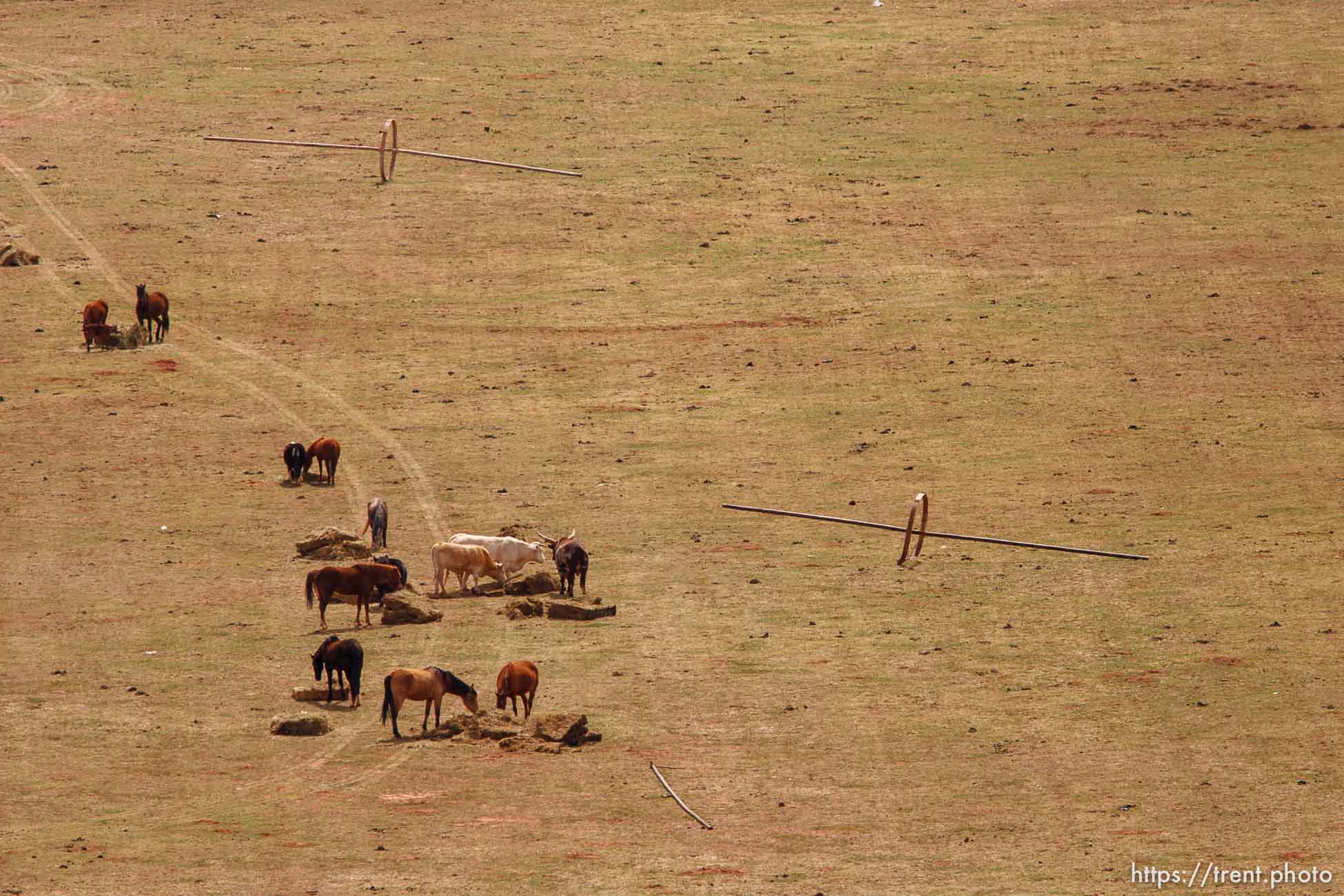 horses, cows, livestock