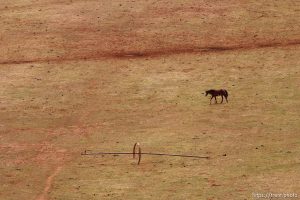 horses, cows, livestock