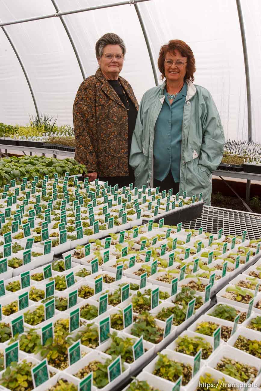 Katie Cox runs Southwest Nursery, an herb company that supplies approximately half of the herbs purchased in Utah. She was photographed in a greenhouse filled with growing plants, including the basil in the foreground. Virginia Markham runs Utah Native Wildflowers.